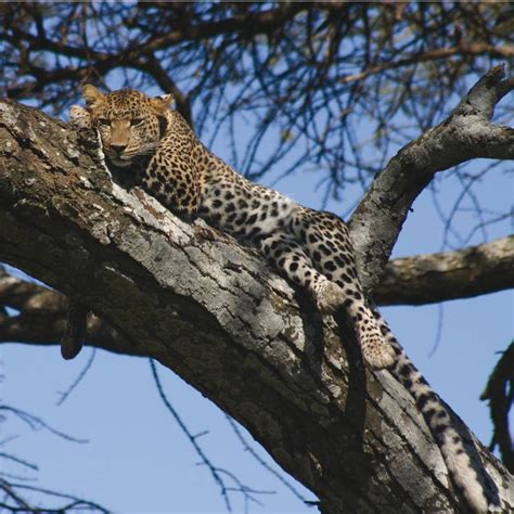 Tanzania Wildlife Safari | African Wildlife Adventure Travel | World ...