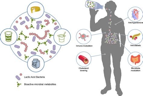 Frontiers | Lactic Acid Bacteria and Bifidobacteria with Potential to ...