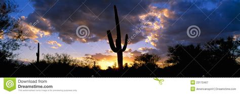 Saguaro Cactus Sunset stock image. Image of cactus, plants - 23170467