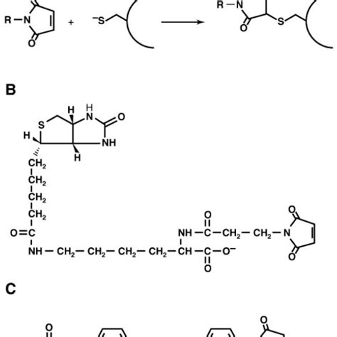 Structure of thiol-modifying reagents and their reaction with a thiol ...