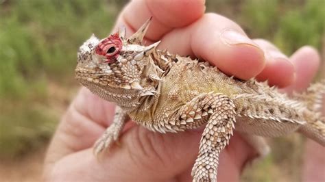 What is a horned frog? TCU's mascot explained. | wfaa.com