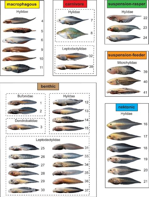 Tadpoles of the 41 lowland amphibian lineages classified into ...