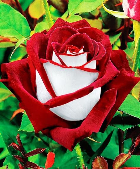 Red and White Rose Picture, Beautiful Red and White Rose, 530x640, #9419