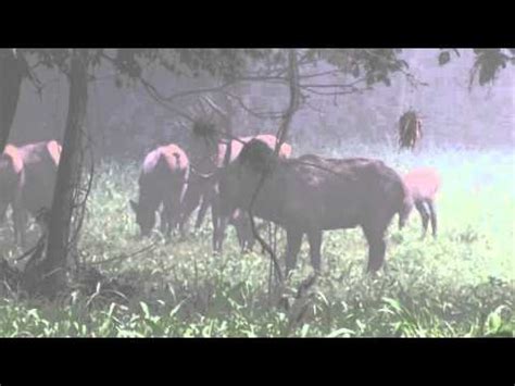 Arkansas Elk in Boxley Valley – Hunting Alley