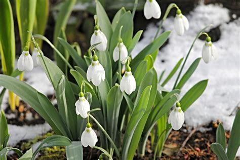 January Birth Flowers: Carnation and Snowdrop | What Do They Mean? | The Old Farmer's Almanac