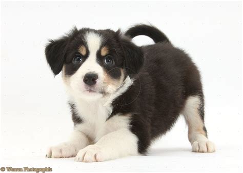 tricolor border collie pup Border Collie Puppies, Border Collies, Puppy Dog Photos, Medium Dogs ...