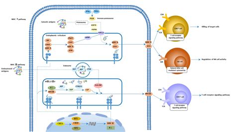 Antigen Processing And Presentation - slidesharetrick