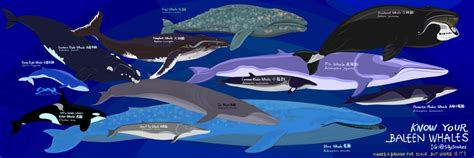 Baleen whales size chart I drew, click to see full image. Feel free to ...