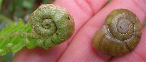 Snail eating snails: two species become one