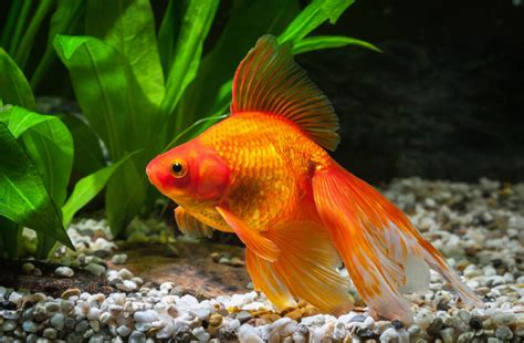 What Do Goldfish Eat: Healthy Goldfish Diet Without Worries - Aquarium ...