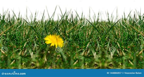 Seamless image with grass stock image. Image of long - 144886857