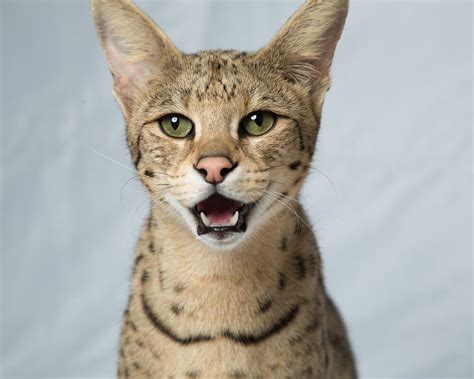 Savannah Cat - Size,Diet,Temperament,Price. | African cats, F3 savannah cat, Savannah cat