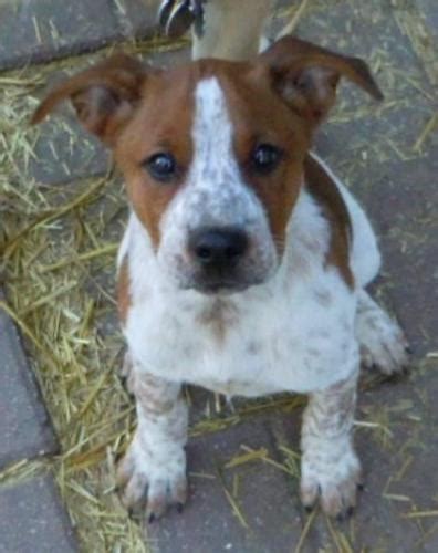 Pit Heeler Puppies For Sale - scrossblog