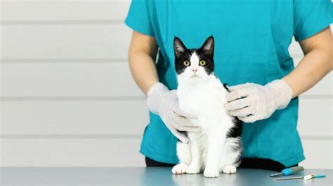 Cat Flu: Symptoms, Treatment & Long-term Effects | Purina