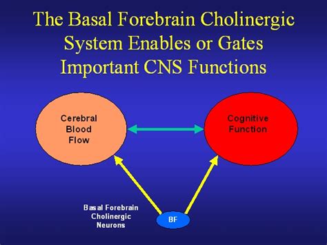 The Basal Forebrain Cholinergic System Enables or Gates Important CNS Functions