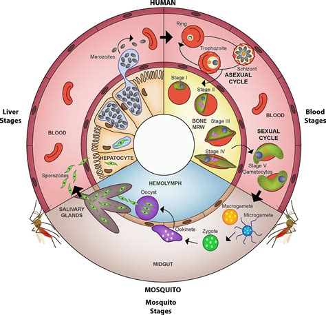 Life cycle of Plasmodium falciparum. | Plasmodium, Malaria life cycle, Life cycles