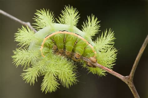 Do Caterpillars Bite or Sting?