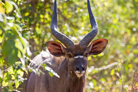 Best Nyala Antelope Stock Photos, Pictures & Royalty-Free Images - iStock