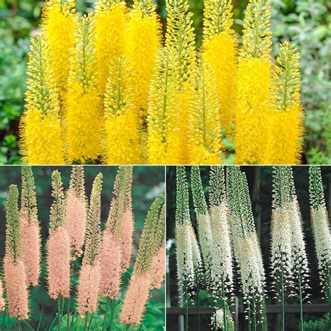 Foxtail Lily Collection | Breck's