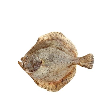 French Turbot - Waitrose UAE & Partners