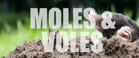 Moles/Voles - Delk Pest Control