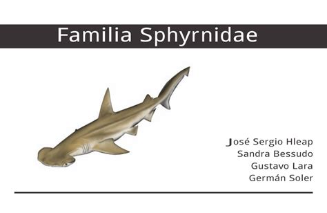 (PDF) Familia Sphyrnidae