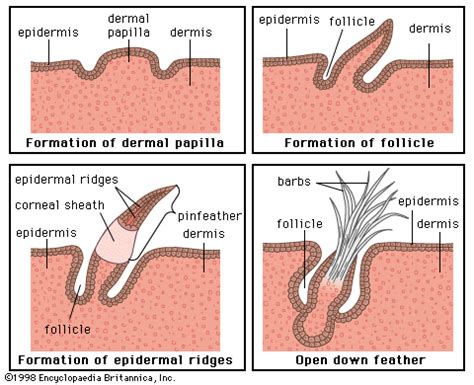 Dermal papilla | anatomy | Britannica