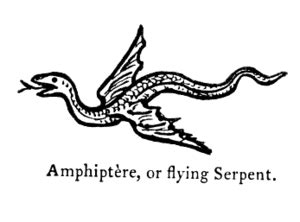 Amphiptere - All About Dragons