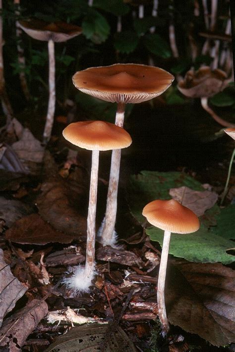 Shroomery - Psilocybe azurescens