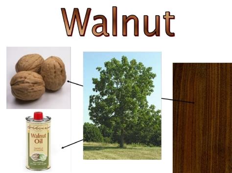 walnut