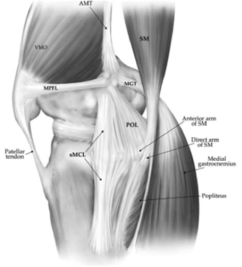 Knee Tendon Diagram / Knee joint anatomy labeled diagram. poster | Zazzle.com