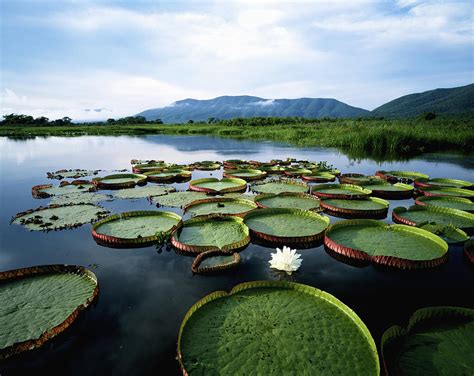 Brazil, Pantanal, Water Lilies Victoria by Nat Photos