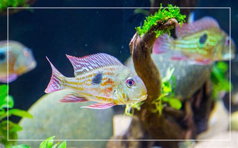 10 Geophagus Tank Mates - List of Compatible Species