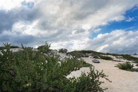 Beach Plants ! Washington State Stock Photo - Image of walking, ocean ...