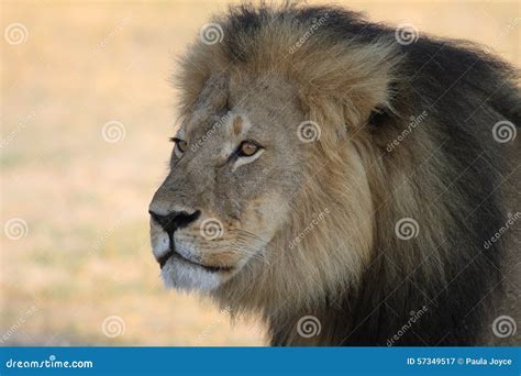 Cecil the Hwange Lion stock image. Image of plains, safari - 57349517