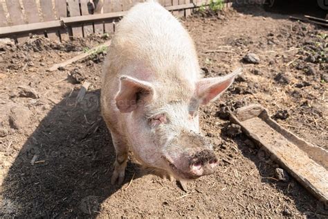 Pig farming raising and breeding of domestic pigs. 13426431 Stock Photo ...