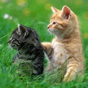 Activities Calendar | Kittens cutest, Cute cat wallpaper, Cute cats