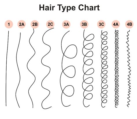 Detailed Hair Types Chart Set Of Strands Growth Patterns Stock ...