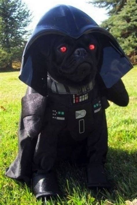 pug halloween costume Darth - BuzzSharer.com