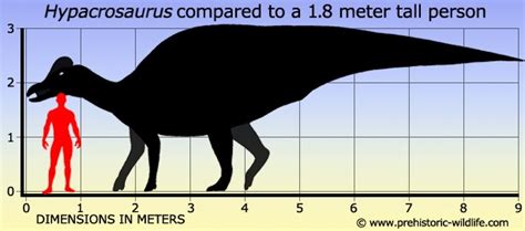 Hypacrosaurus Pictures & Facts - The Dinosaur Database