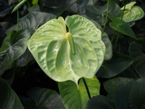 Green Anthurium aka Midori Anthurium Plants