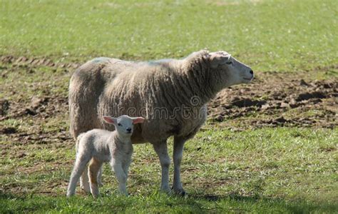 Sheep with Her Baby Lamb. stock photo. Image of milk - 95434794