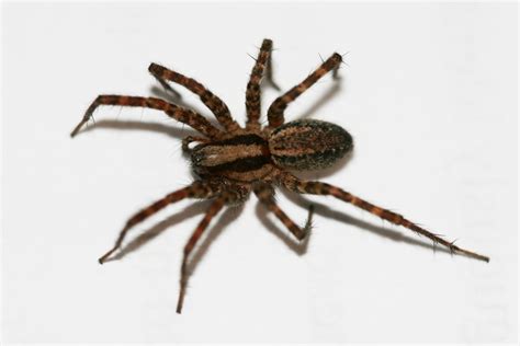 10 Common Types of Garden Spiders - ProGardenTips