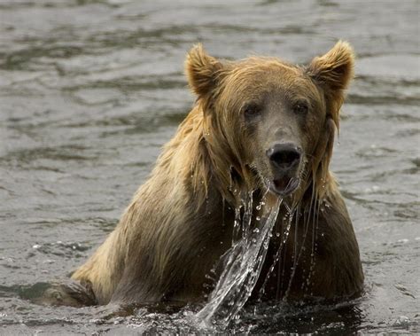 Brown bear fishing, Kodiak NWR | A brown bear emerges from s… | Flickr