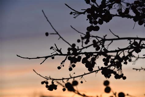 Winter berries on trees against the background of sunset 5412227 Stock ...