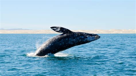 Wildlife Watching in Olympic National Park