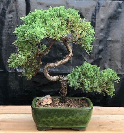 Juniper Bonsai Tree - Trained (juniper procumbens nana)