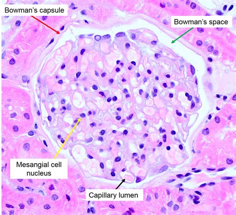 Glomeruli Histology