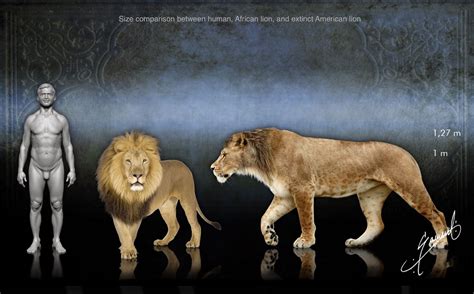 Size comparison between the extinct American lion, an African lion, and a human. The American ...