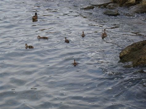 Gadwall Ducklings - The HUDSON RIVER PARK Companion